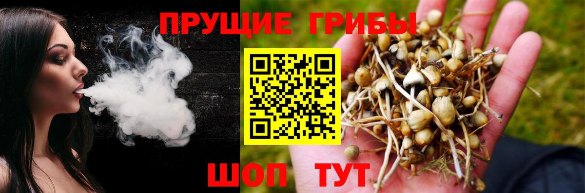 Курчатов  Псилоцибиновые грибы Psilocybe  Вход с VPN 